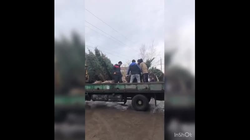 Виола гарден погрузка хвойных