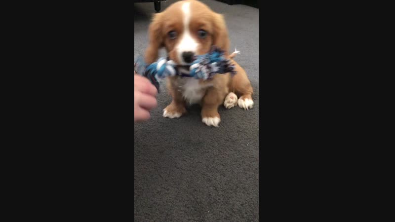 Our First Day With Charlie The King Charles