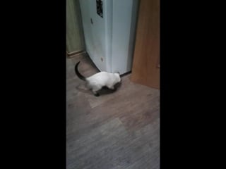 Тося(дочка)