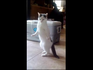 Pickles had a little glitch on her way across the kitchen