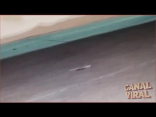 Recopilacion videos de duendes capturados reales canal viral