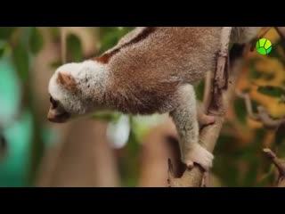 Хабургаев в натуре
