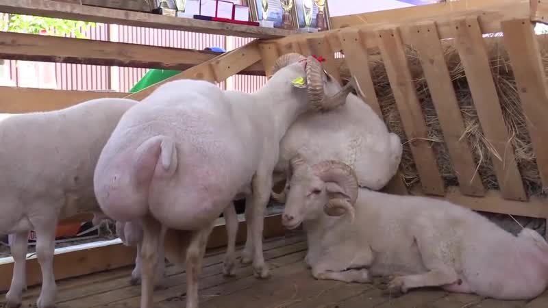 Овцы андийской породы курдючные бараны