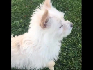 Челан симмонс / тибби