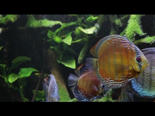 Wild discus altum angel