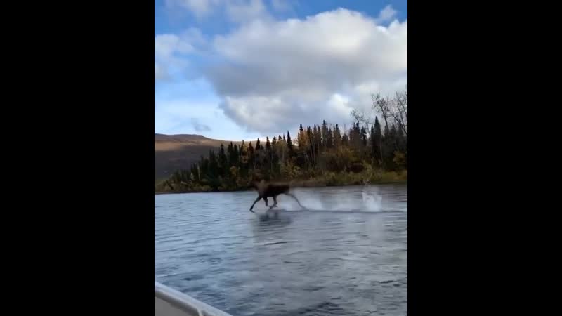 Пресвятые угодники, ишь чё вытворяет!