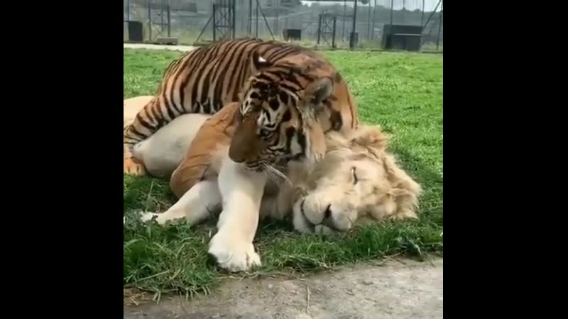 Big cat bros перевод большая кошка братаны