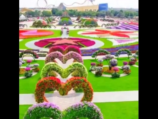 Dubai miracle garden full view the worlds biggest natural flower garden