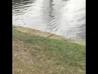 Слежка) i'll be watching you