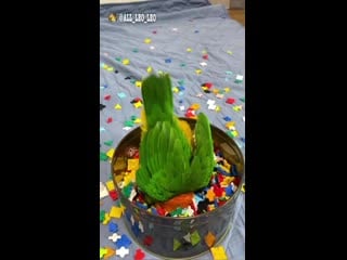 All leo leo 20210103 1 mp4