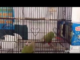 Watch this and be amazed by how smart parrots can they try to escape from their cage