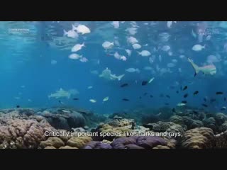 Is unquestionably the most important film and campaign we’ve ever done for conservation in indonesia