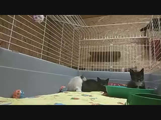 Котята из колодца