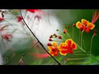 Costa rica in 4k 60fps (ultra hd) w freefly movi