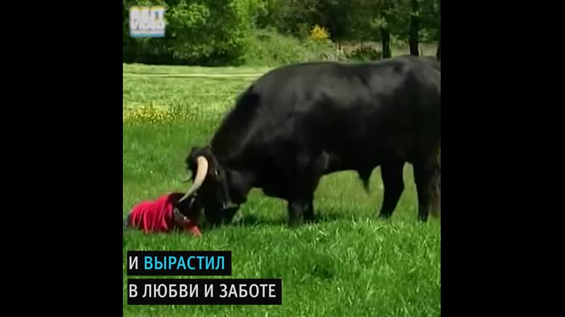 Дружба человека и быка и такое возможно lhe;,f xtkjdtrf b,srf b nfrjt djpvj;yj