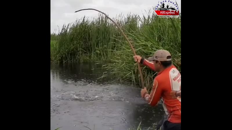 Рыбалка в камышах мир для рыбака