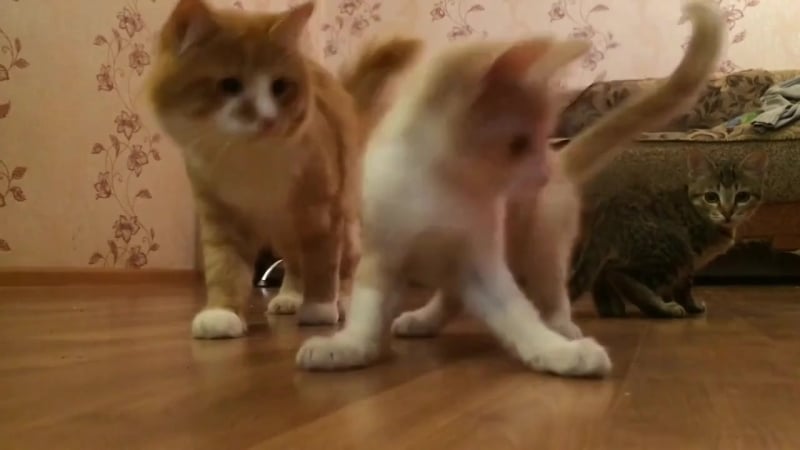 Неуловимая фигня (огого видео)