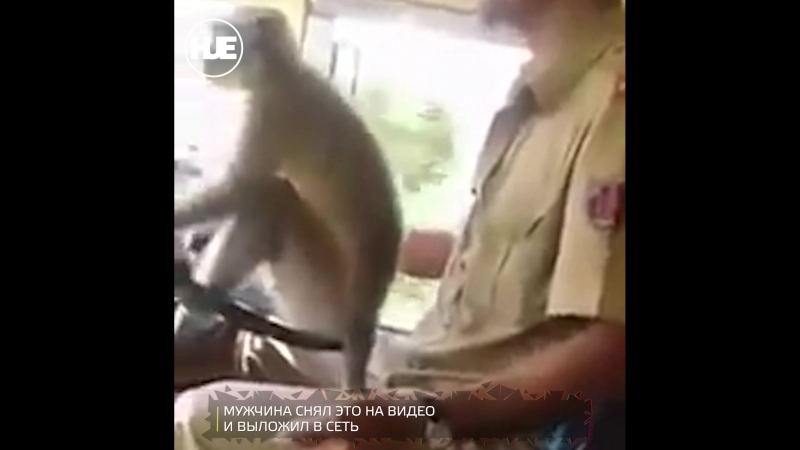 В индии мужчина обучил обезьяну водить автобус