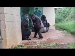 Gorillas are magnificent, majestic creatures full of grace and beauty except when it rains