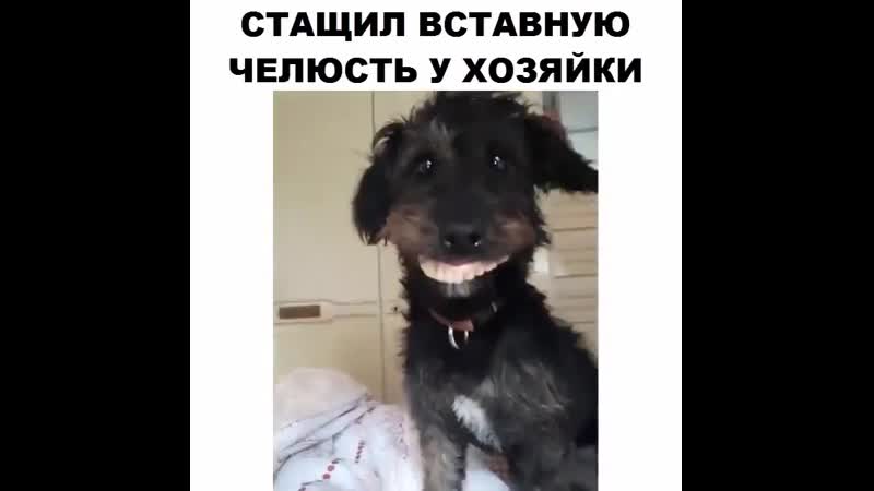 Стащил вставную челюсть у хозяйки
