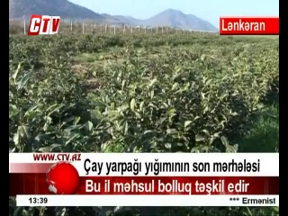 Çay yarpağı yığımının son mərhələsi