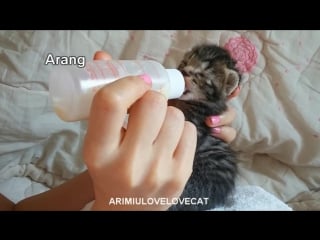 Arimiulovelovecat #episode3 bottle feeding baby kittens