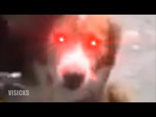 Omae wa mou shindeiru nani dog!