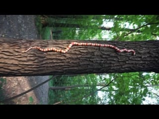 Lampropeltis triangulum hondurensis(ныне abnorma) albino tangerine