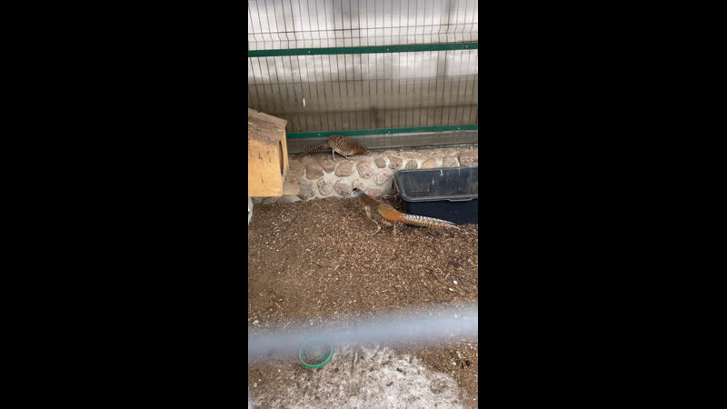 Алмазный молодой фазан