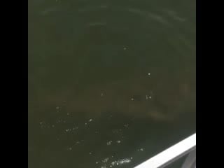 Always test the water before swimming in zimbabwe😳