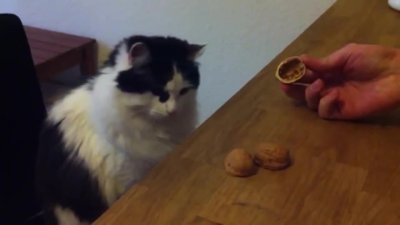 Кот скейтбордист 3 skateboarder cat