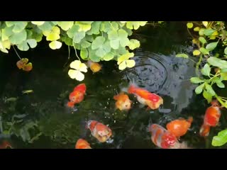 Planted ranchu goldfish pond full hd mp4