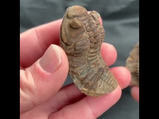 Trilobite fossil approximately 400 million years old