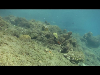 How we re growing baby corals to rebuild reefs kristen marhaver ted talks