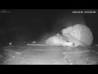 Fox and hedgehog are caught on camera sharing a roast chicken dinner