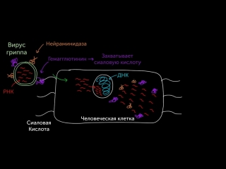 Когда грипп атакует!