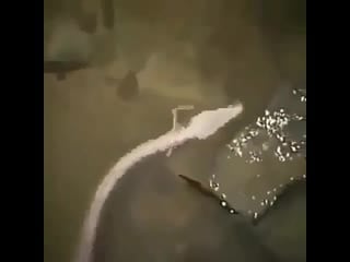 Glad to see that mushu the dragon from mulan is still kickin' it!