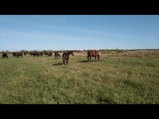 Video 20200922 123932 mp4