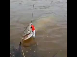 Mir okhoty rybalki b owbapcktg mp4