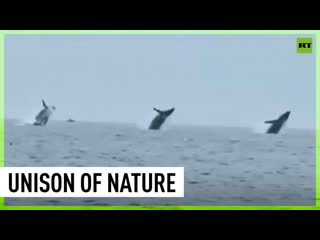 Astonishing! three humpback whales jump in unison