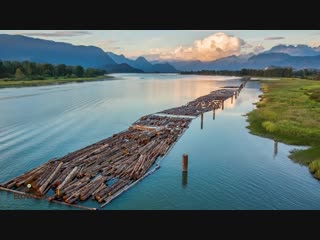 Морёная лиственница со дна байкала превосходит мореный дуб