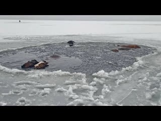 Спасатели прорубили 150 метров льда и вывели лошадей из озера real video