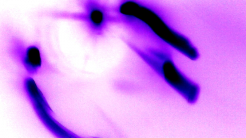 Экзистенциальный коллапс 003 велл (паук п вер 1 0)