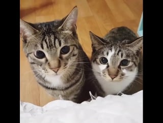 ~ waveya ari @ arang, horang ~