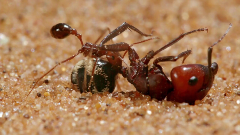 Охота / the hunt / 5 я серия (нигде не скрыться равнины) hd 720p