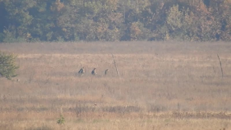 Уничтожение снайпером укро фашистов
