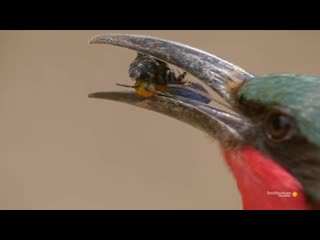 A hungry bird brutally separates a bee from its stinger