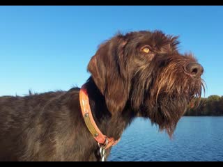 German wirehaired pointer drahthaar