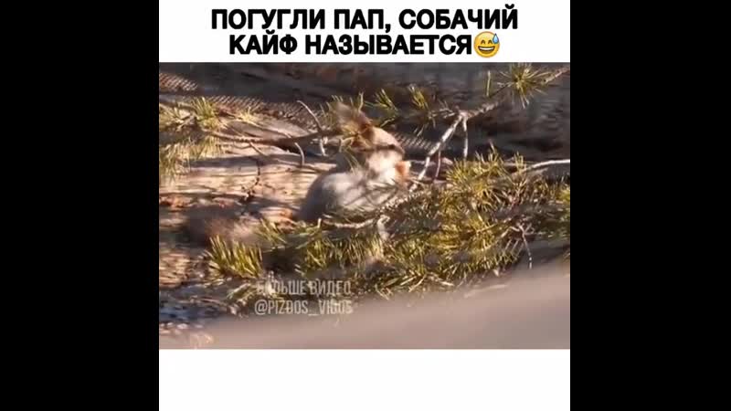 Нелоие вбросы