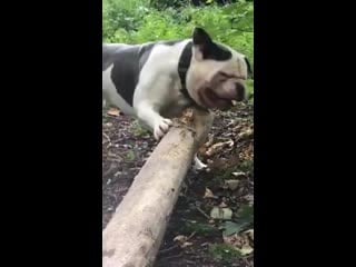 Matt bull 20200930 3 mp4